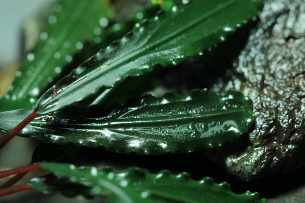 Bucephalandra Godzilla