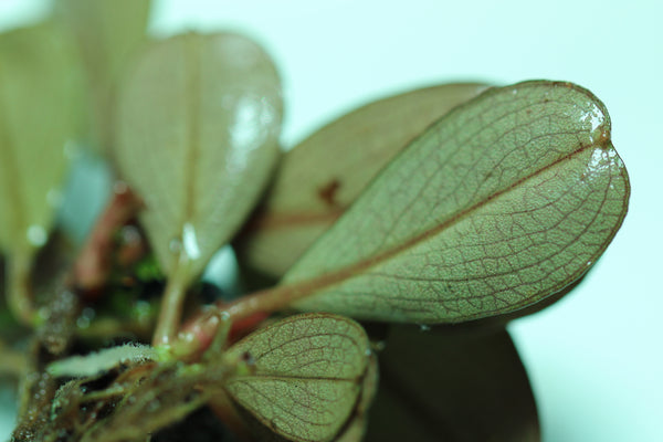 Bucephalandra Apple Leaf