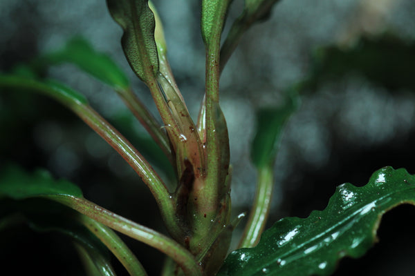 Bucephalandra Godzilla