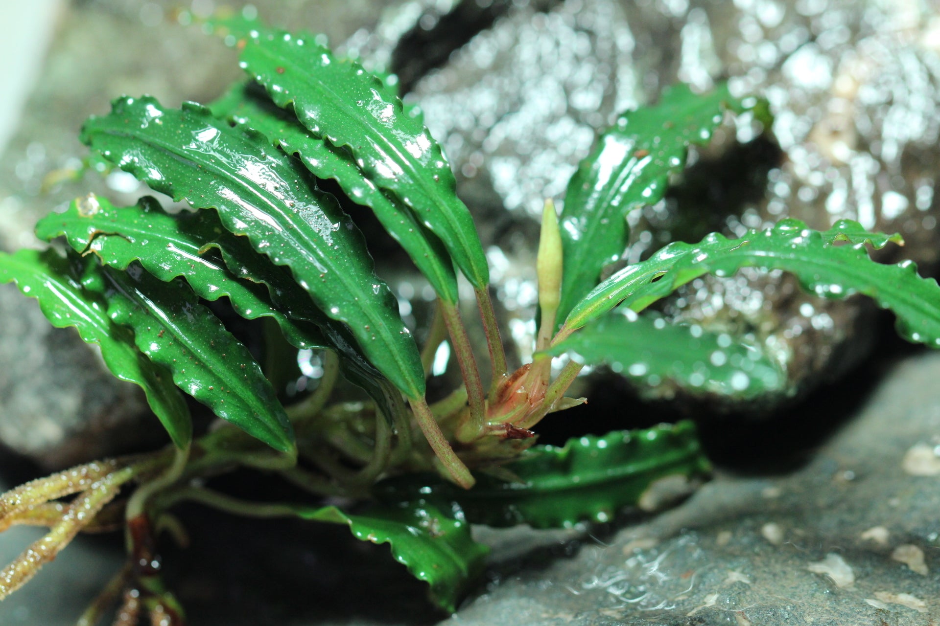 Bucephalandra Godzilla