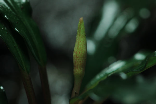 Bucephalandra Godzilla