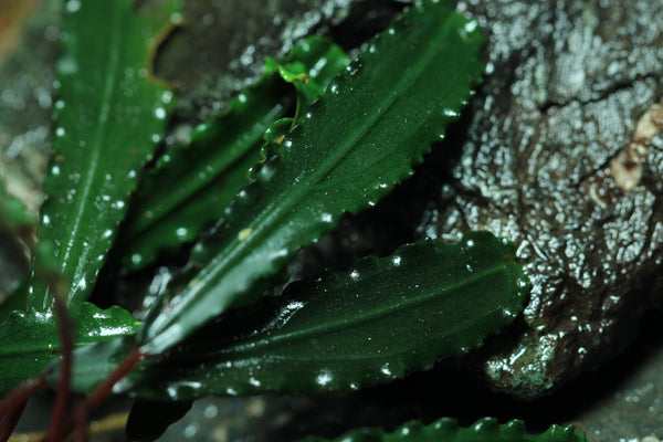 Bucephalandra Godzilla