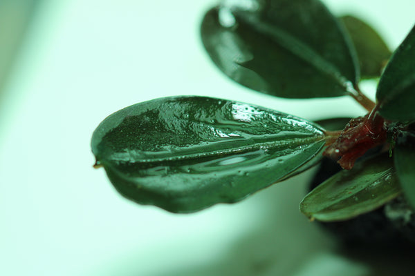 Bucephalandra Apple Leaf