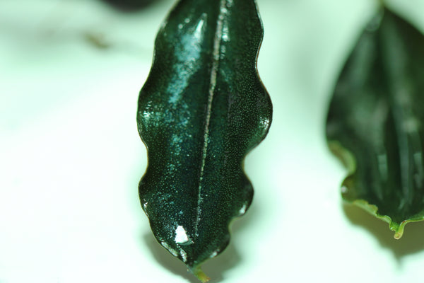 Bucephalandra Helena Cinnabar