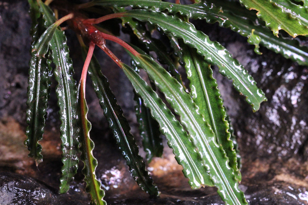 Bucephalandra Medusa Classic – PureAquascaping