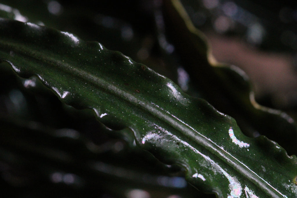 Bucephalandra Medusa Classic – PureAquascaping