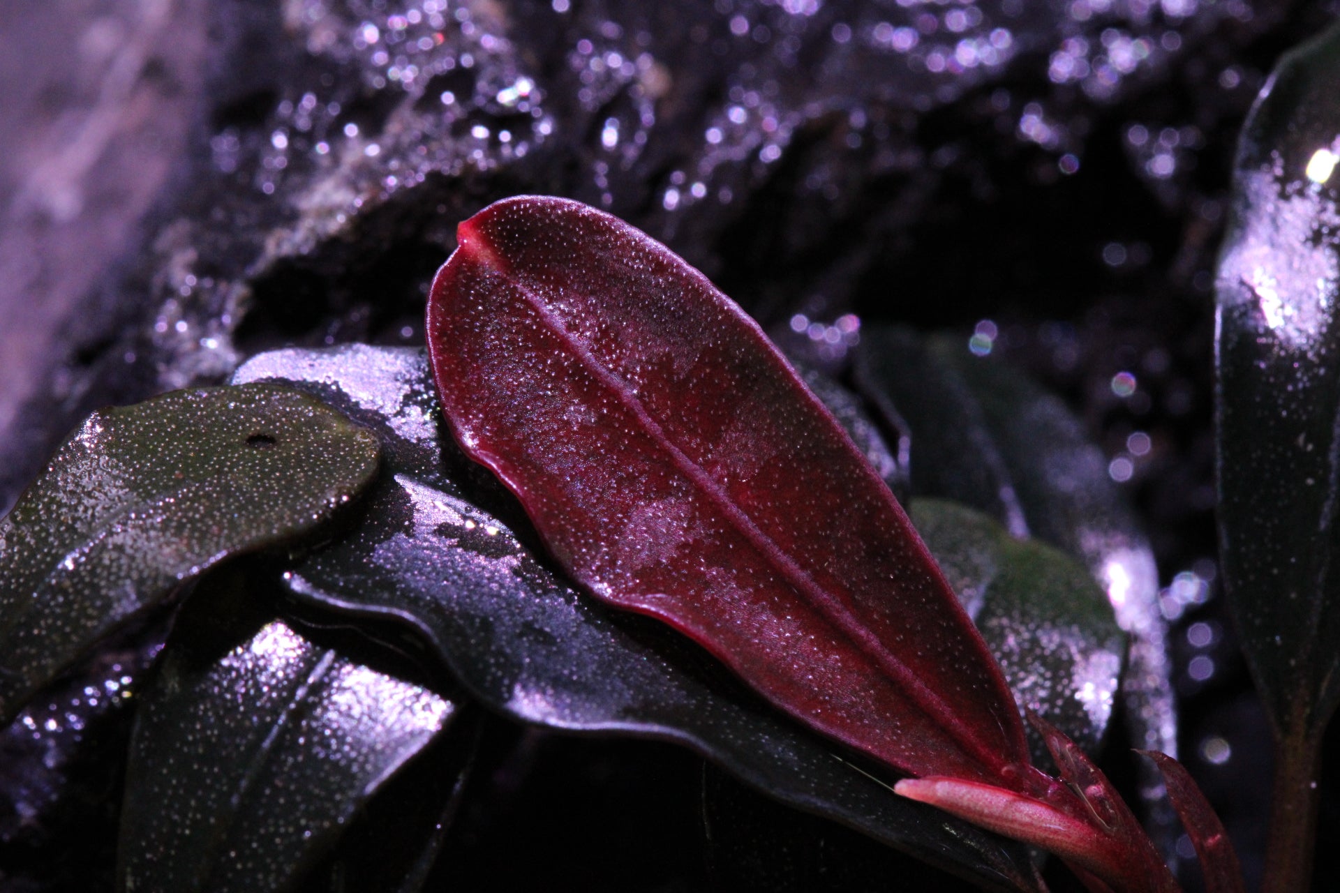Bucephalandra Red Metallic