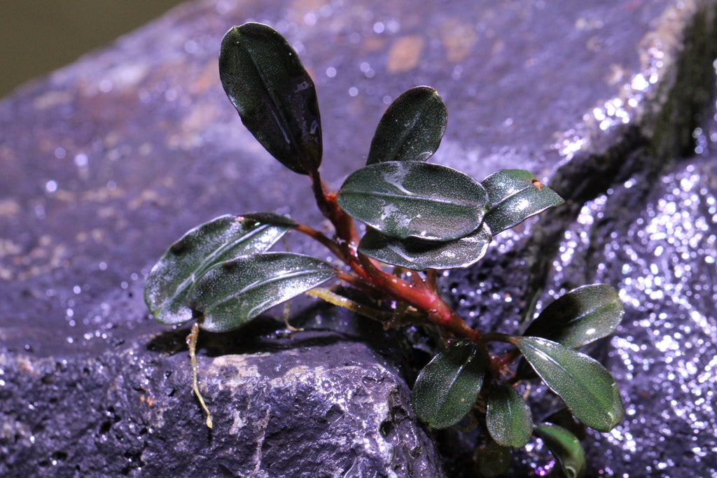 Bucephalandra sp. Red Metallic - 水草