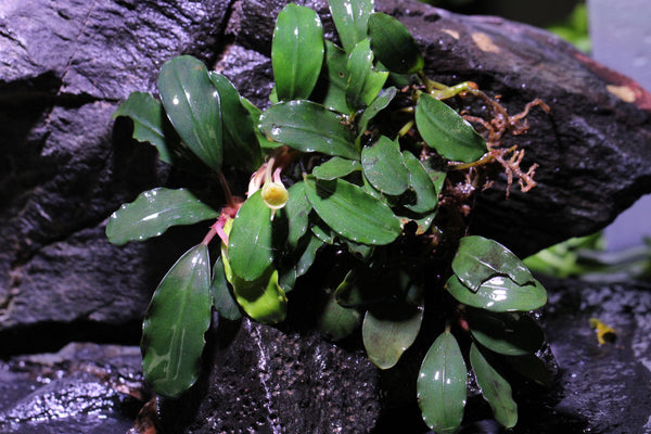 Bucephalandra Pinoh Lagoon