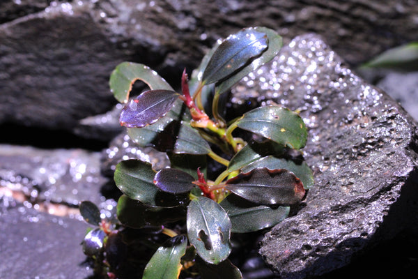 Bucephalandra Metallic Purple