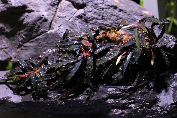 Bucephalandra Catharine Dark