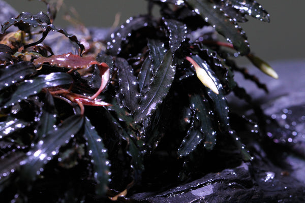 Bucephalandra Catharine Dark