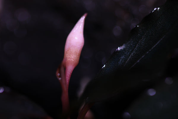 Bucephalandra Red Devil