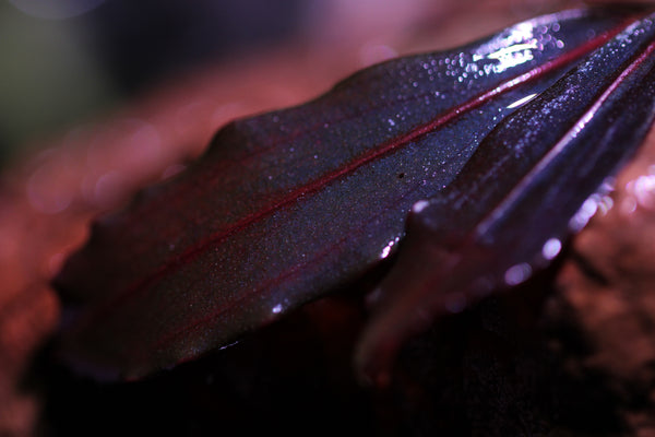 Bucephalandra Purple Vain