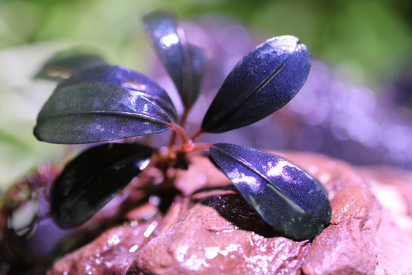 Bucephalandra Black Purple
