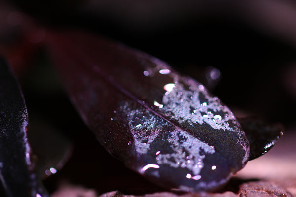 Bucephalandra Blue Metallica 