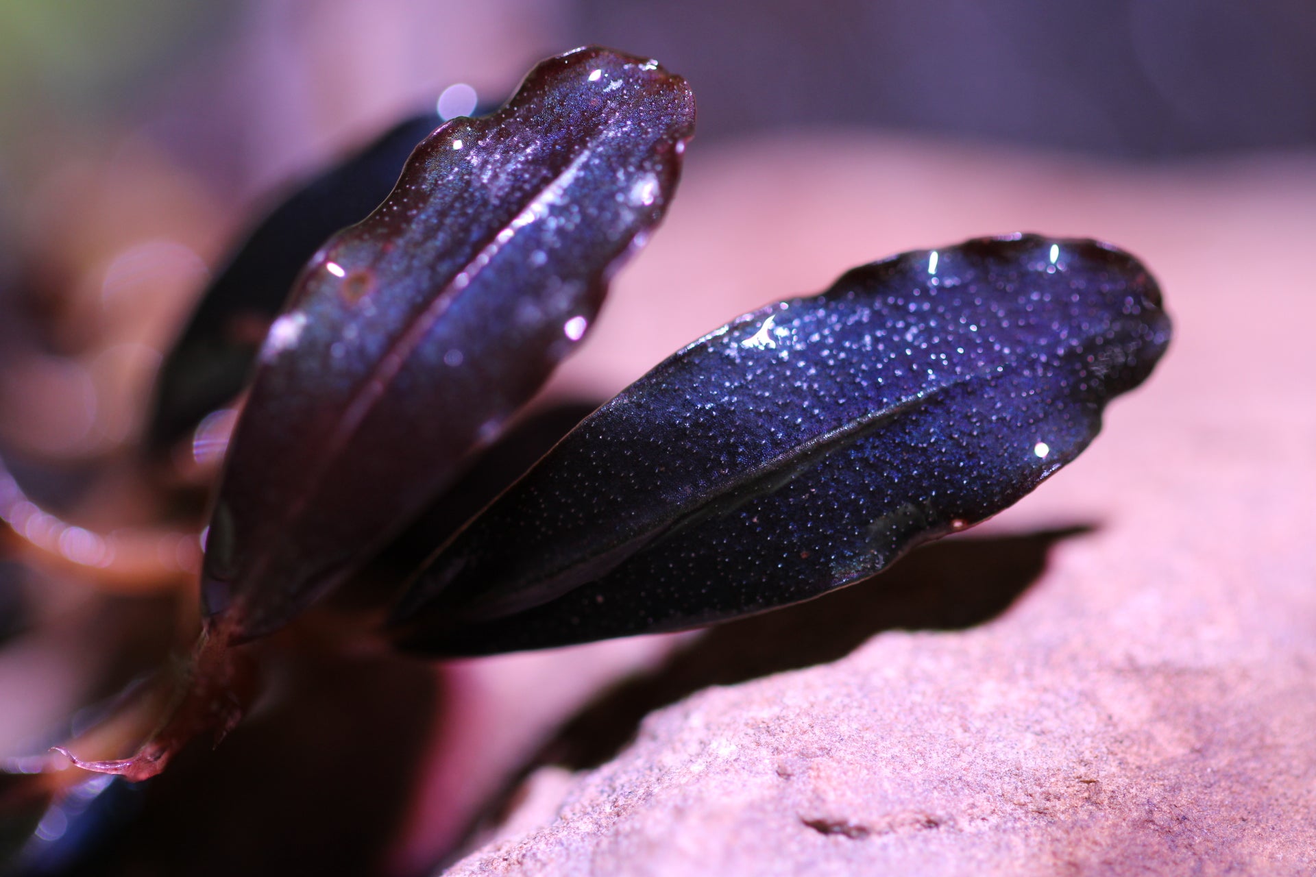 Bucephalandra Ghost Type seltene Bucephalandra bei PureAquascaping