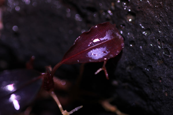 Bucephalandra Red Devil