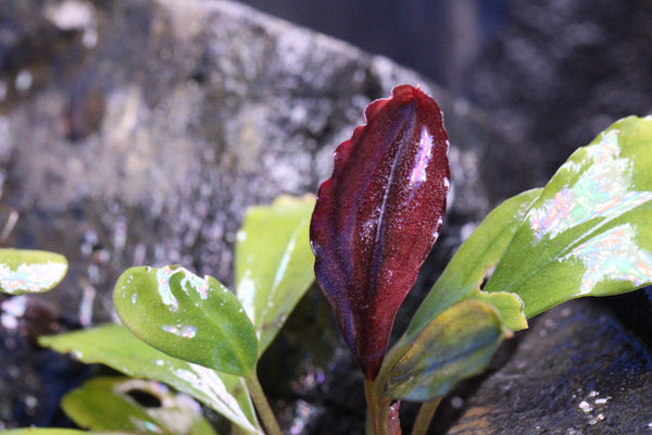 Bucephalandra Upper Ghost (red leaf)