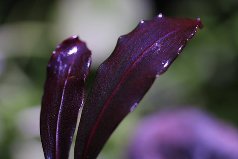 Bucephalandra Purple Vain