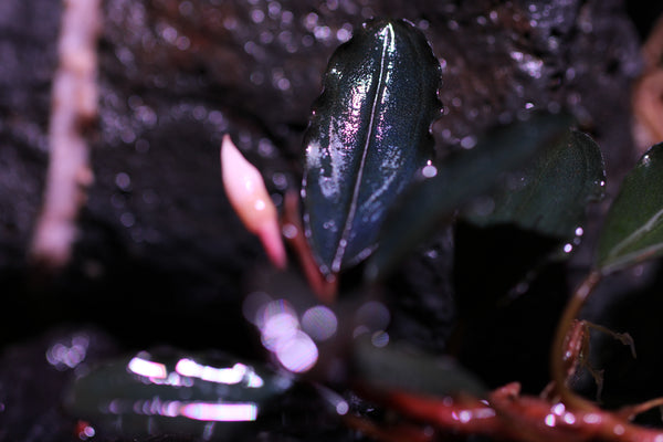 Bucephalandra Red Devil