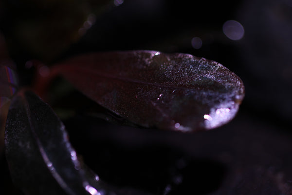 Bucephalandra Blue Metallica 