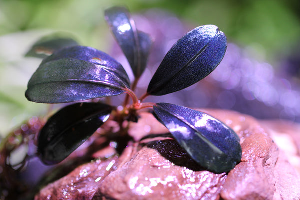 Bucephalandra Black Purple