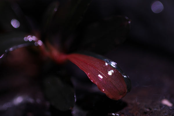 Bucephalandra Magenta Dark