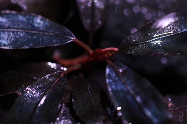 Bucephalandra Brownie Purple