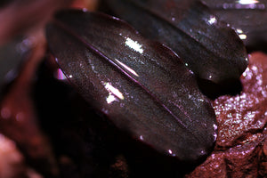 Bucephalandra Magenta Dark