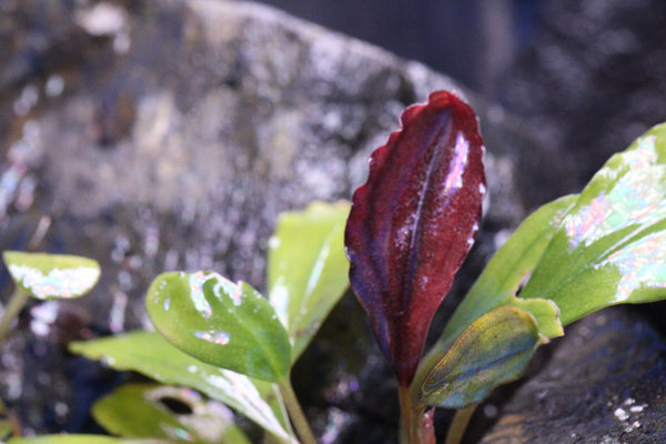 Bucephalandra Upper Ghost (red leaf)