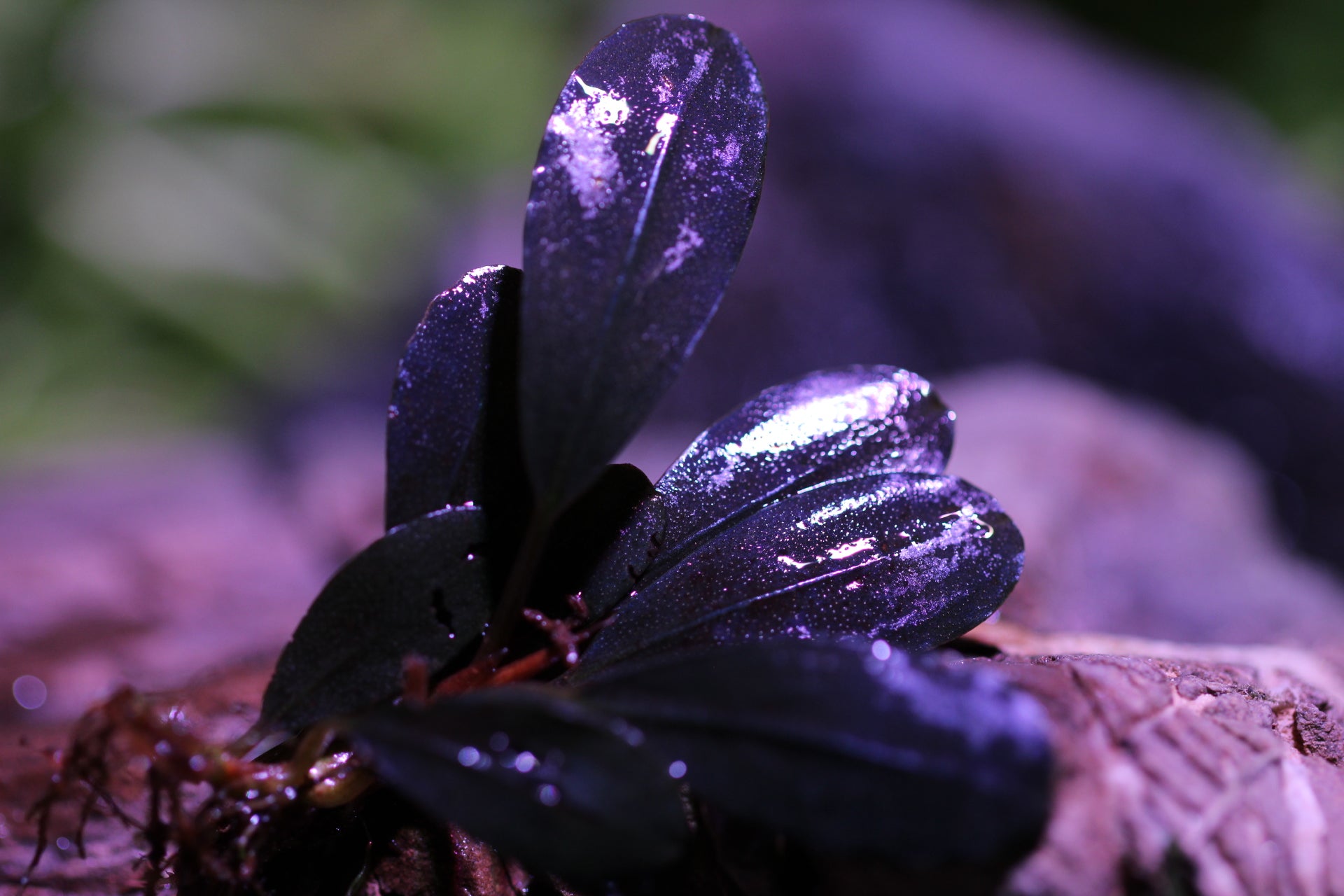 Bucephalandra Blue Metallica 