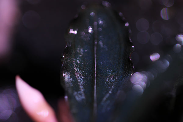 Bucephalandra Red Devil