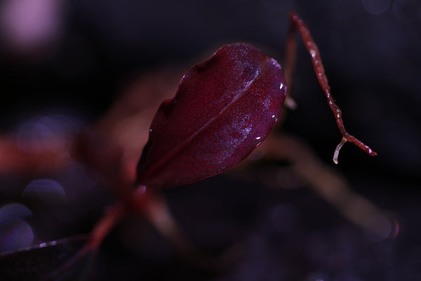 Bucephalandra Red Devil