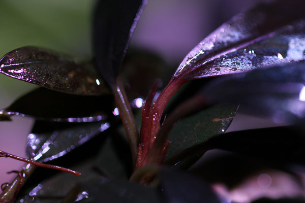 Bucephalandra Blue Metallica 