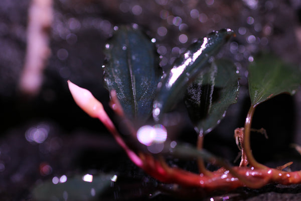 Bucephalandra Red Devil