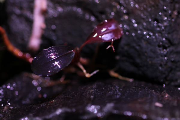 Bucephalandra Red Devil